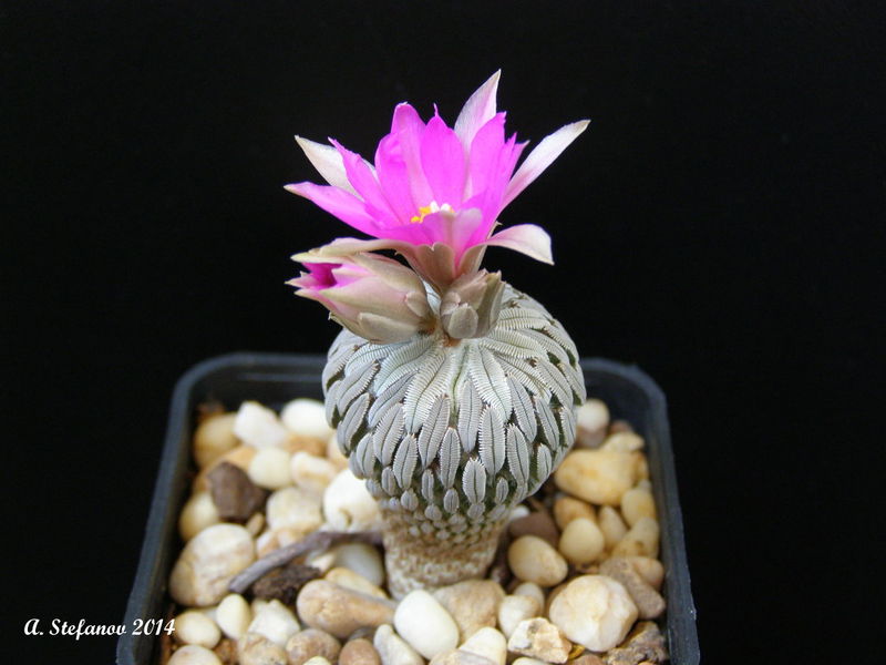 Файл:Pelecyphora aselliformis SB 894.jpg