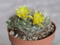 Dolichothele baumii 3.jpg