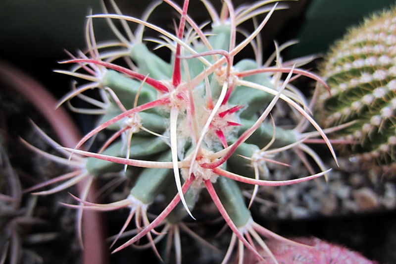 Файл:Echinocactus parryi -big.jpg