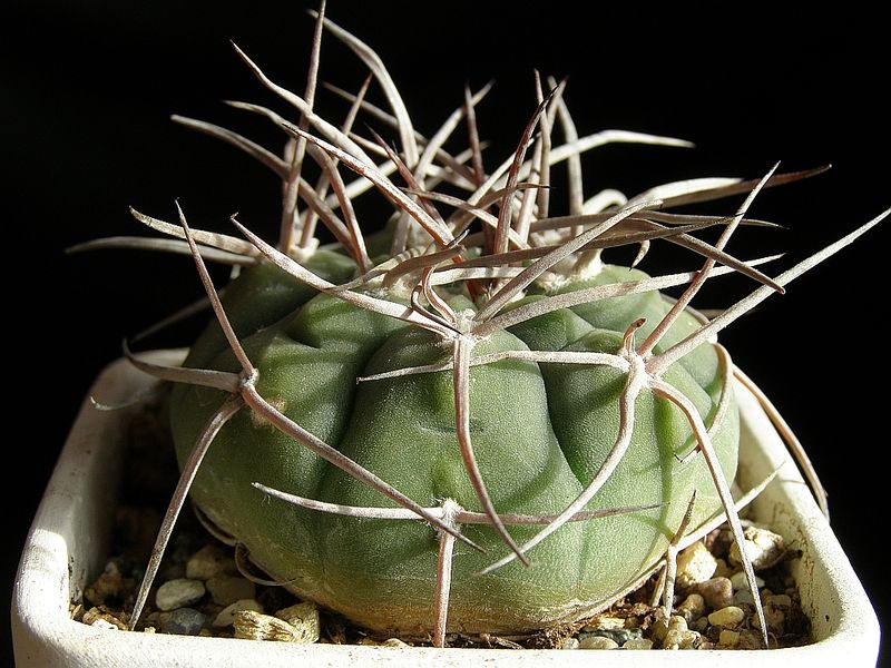 Файл:Gymnocalycium castellanosii ssp. castellanosii 4.jpg