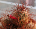 Mammillaria huitzilopochtli ssp. niduliformis 3.JPG