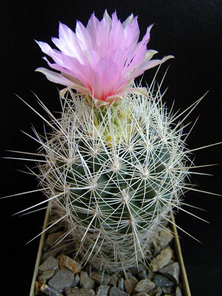 Файл:Thelocactus bicolor ssp. bolaensis.JPG