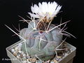 Thelocactus hexaedrophorus ssp. hexaedrophorus var. droegeanus.JPG