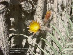 Corryocactus apiciflorus 1.jpg