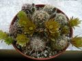 Echinocereus viridiflorus ssp. cylindricus 3.jpg
