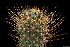 Echinopsis pugionacantha ssp. pugionacantha 2.jpeg