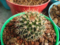 Mammillaria karwinskiana ssp. collinsii 1.jpg