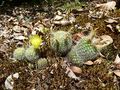 Parodia rechensis 6.JPG