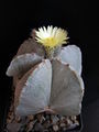 Astrophytum myriostigma var. quadricostatum - As.jpg