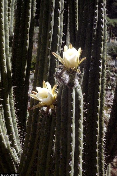 Файл:Echinopsis glauca.jpg