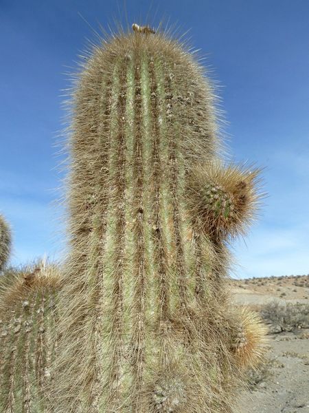 Файл:Echinopsis tarijensis ssp. bertramiana 2.JPG
