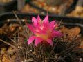 Eriosyce subgibbosa ssp. subgibbosa 1.jpg