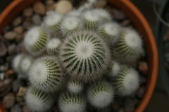 Parodia scopa ssp. marchesii.jpg