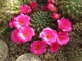 Rebutia steinbachii ssp. steinbachii 2.jpg
