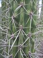 Stetsonia coryne 12.JPG