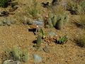 Echinocereus fasciculatus ssp. boyce-thompsonii 2.JPG