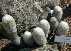 Espostoa nanа - wikipedia.jpg
