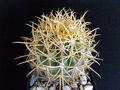 Ferocactus chrysacanthus ssp. chrysacanthus 4.JPG