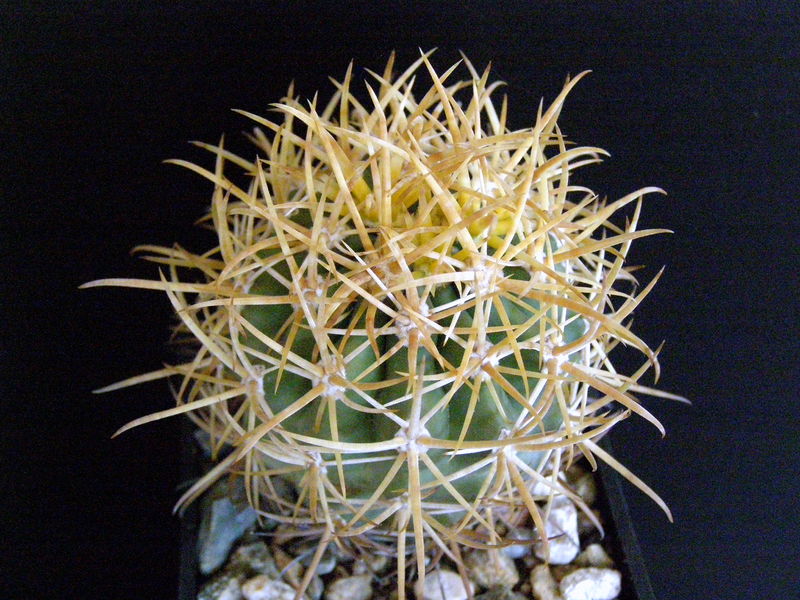 Файл:Ferocactus chrysacanthus ssp. chrysacanthus 4.JPG