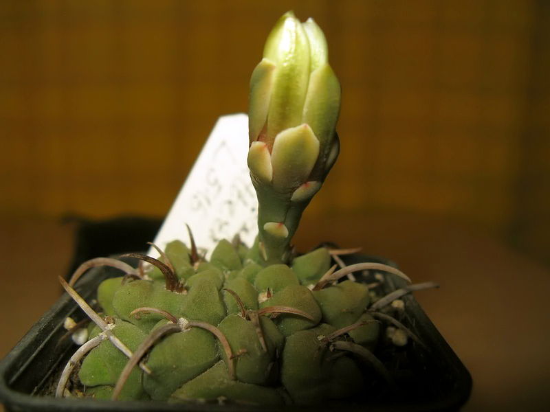 Файл:Gymno ochoterenae 3.jpg