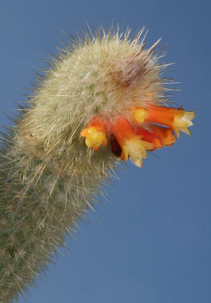 Файл:Micranthocereus flaviflorus 1.jpg