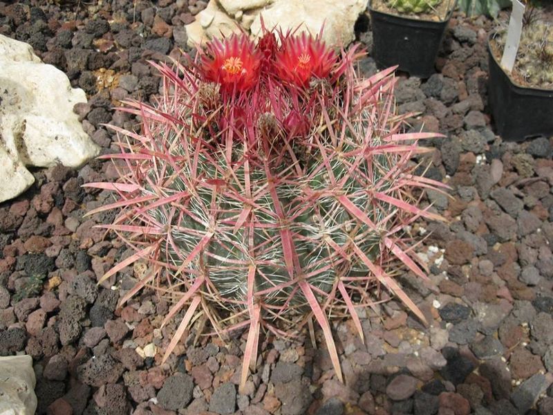 Файл:Ferocactus gracilis ssp. coloratus 1.jpg