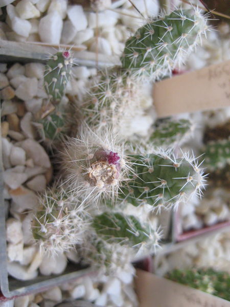 Файл:Cylindropuntia kleiniae.jpg