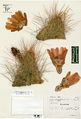 Echinocereus stramineus ssp. stramineus 250.jpg