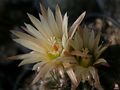 Eriosyce eriosyzoides ssp. eriosyzoides 2.jpg