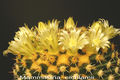 Mammillaria eichlamii 0.jpg