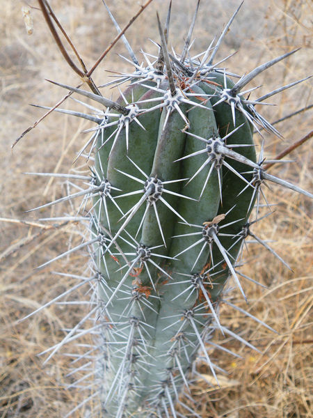 Файл:Pachycereus weberi 3.jpg