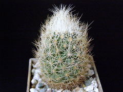 Acharagma roseanum ssp. roseanum.JPG