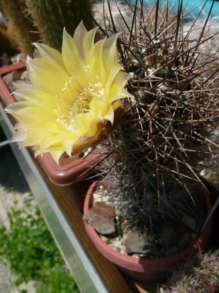 Файл:Echinopsis lateritia 4.jpg