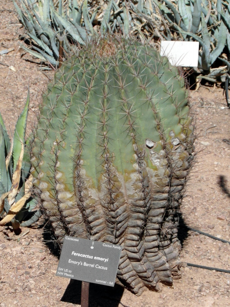 Файл:Ferocactus emoryi ssp. covillei 8.JPG