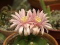 Gymnocalycium horstii ssp. buenekeri 04.jpg