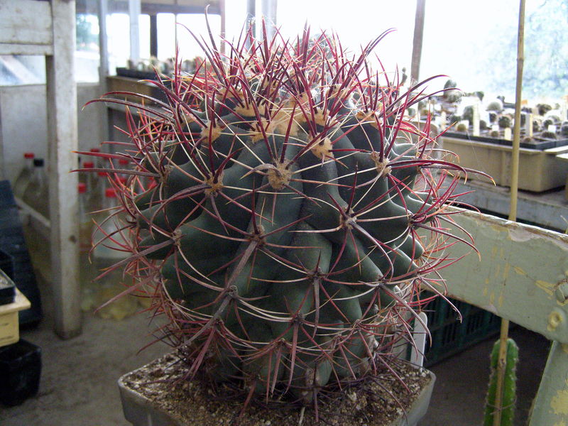 Файл:Ferocactus emoryi ssp. covillei.JPG
