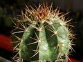Melocactus curvispinus ssp. curvispinus 1.jpg