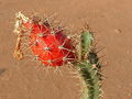 Peniocereus cuixmalensis 2.jpg