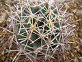 Coryphantha robustispina ssp. robustispina 01.jpg