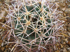 Coryphantha robustispina ssp. robustispina 01.jpg