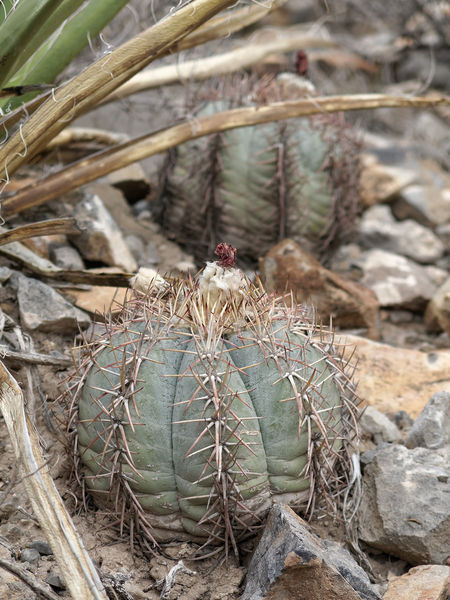 Файл:Echinocactus horizonthalonius 2h.jpg