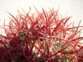 Ferocactus chrysacanthus ssp grandiflorus 1.jpg