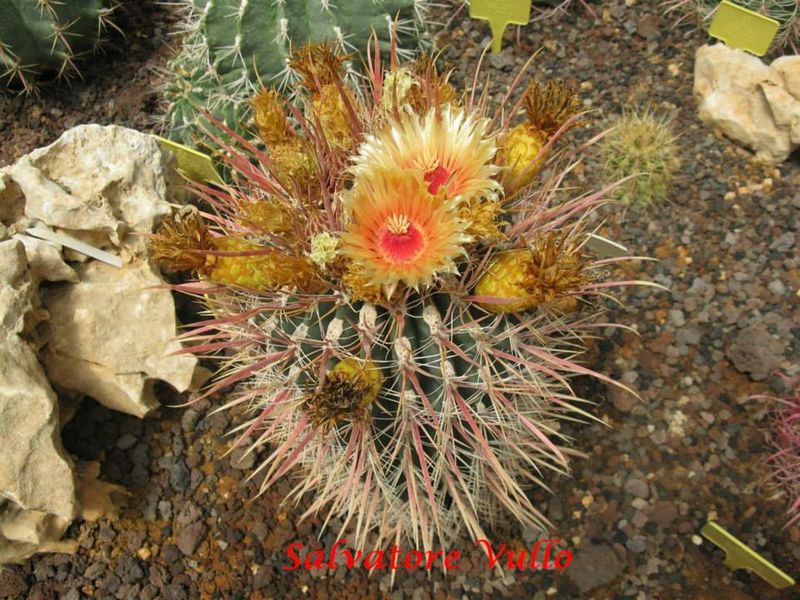 Файл:Ferocactus gatesii.jpg