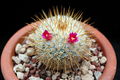 Mammillaria albilanata ssp. tegelbergiana REP 961.jpg