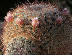 Mammillaria discolor 3.jpg