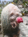 Micranthocereus purpureus 3.jpg