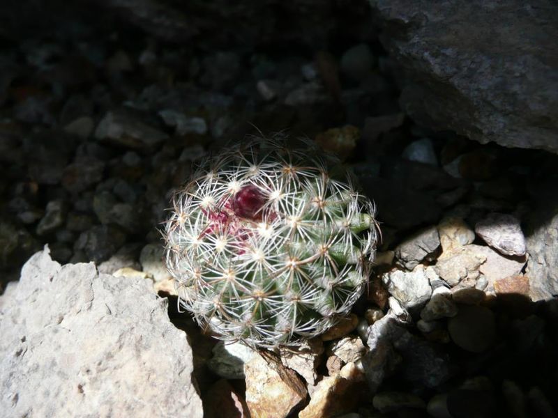 Файл:Pediocactus simpsonii v. minor KP 41.jpg