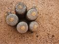 Copiapoa cinerea ssp. columna-alba 5.jpg