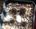 Frailea mammifera ssp. angelesiae 32.jpg