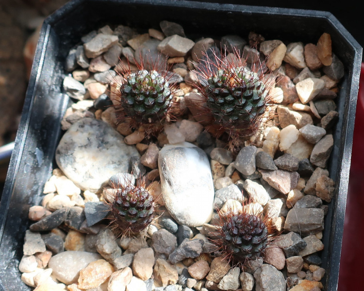 Файл:Frailea mammifera ssp. angelesiae 32.jpg